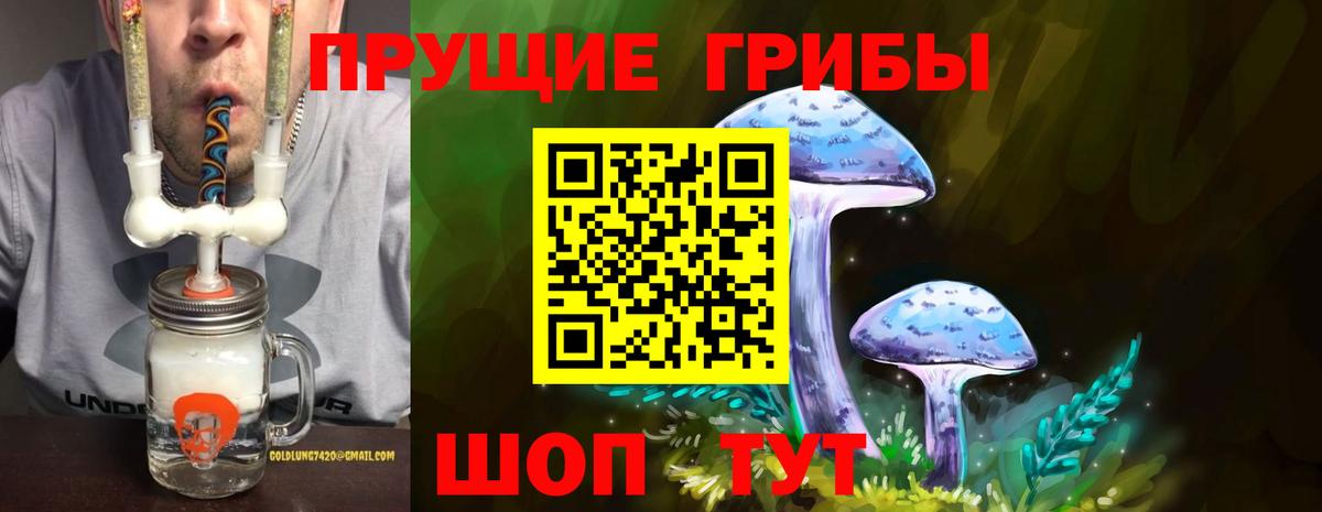 Псилоцибиновые грибы Psilocybine cubensis Владимир