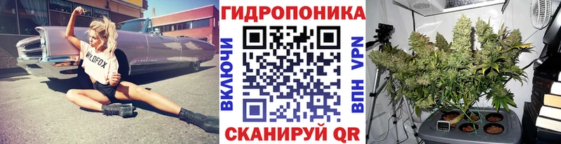 Конопля сатива  Владимир 